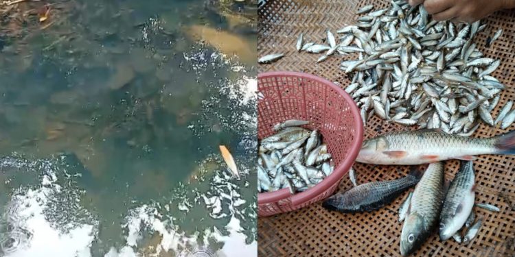 Sungai Ciujung di Lebak Diduga Tercemar Limbah Pabrik