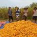 Produksi Jagung di Pandeglang Januari-Agustus 2024 Tembus 25.235 Ton