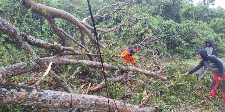 Breaking News! Pohon Besar Tumbang Tutup Akses Jalan Rangkasbitung-Bogor