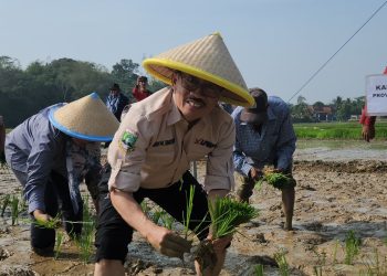 Distan Banten Amati Serangan Organisme Pengganggu Tanaman
