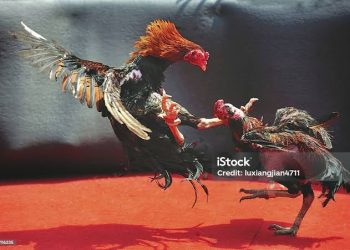 Warga Resah Maraknya Judi Sabung Ayam di Menes Pandeglang