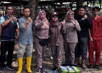 Hindari Penyakit dan Hama, Ratusan Sapi di Lebak Diperiksa