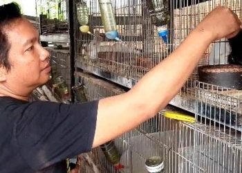 Iseng Berbuah Cuan, Omzet Peternak Kelinci Ini Rp 15 Juta per Bulan