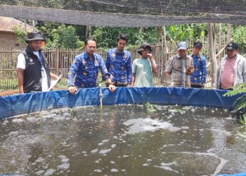 Tanah Bengkok di Sukadalem Dimanfaatkan untuk Budidaya Ikan Nila