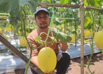 Permintaan Tinggi, Petani Melon Golden Raup Omzet Ratusan Juta Rupiah