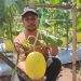 Permintaan Tinggi, Petani Melon Golden Raup Omzet Ratusan Juta Rupiah