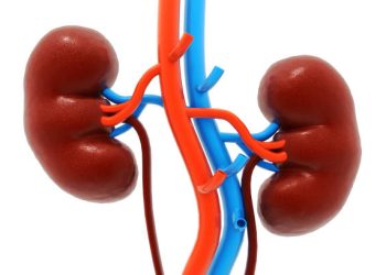 8 Cara Ampuh Menjaga Kesehatan Ginjal agar Tetap Optimal