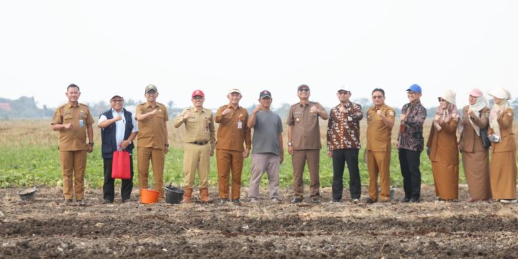 3 Hektare Lahan Pemkot Serang Bakal Ditanami Bawang Merah