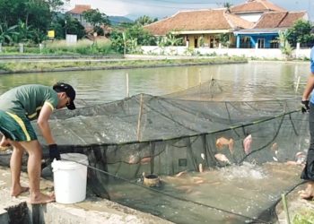 Balai Budidaya Ikan Pandeglang Ditarget Setoran PAD Rp70 Juta