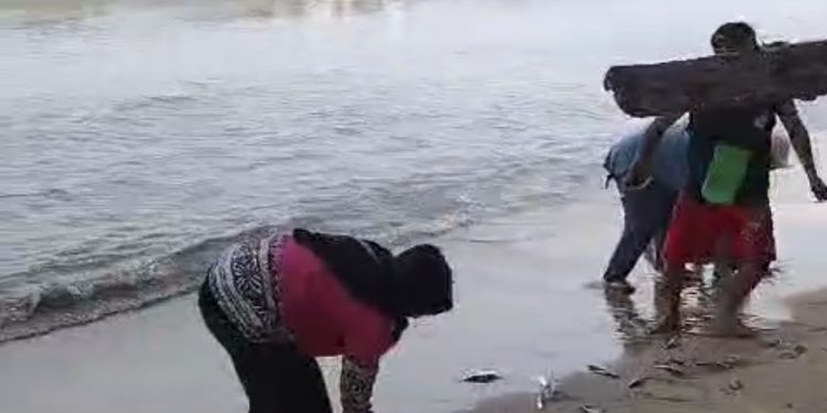 Heboh Fenomena Alam Terjadi di Carita, Mendadak Ribuan Ikan Cireng Naik ke Daratan