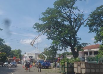 BPBD dan Dishub Pangkas Dahan Pohon di Jalan Perkotaan