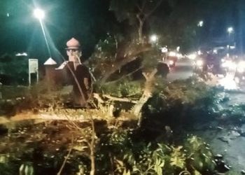 Angin Kencang, 12 Pohon di Pandeglang Tumbang