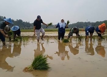 Rangkasbitung, Mulai Musim Tanam Padi Serempak