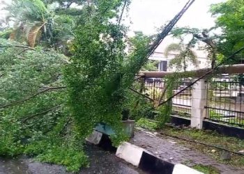Pohon Tumbang Hantui Warga, BPBDPK Pandeglang: Tunggu Rekomendasi DLH untuk Pemangkasan