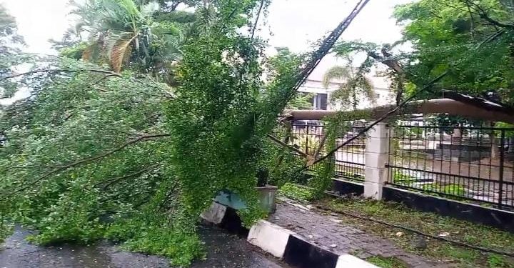 Pohon Tumbang Hantui Warga, BPBDPK Pandeglang: Tunggu Rekomendasi DLH untuk Pemangkasan