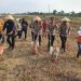 Program Ketahanan Pangan, Polres Serang Tanam Jagung di Lahan Tidur Seluas 10 Hektare