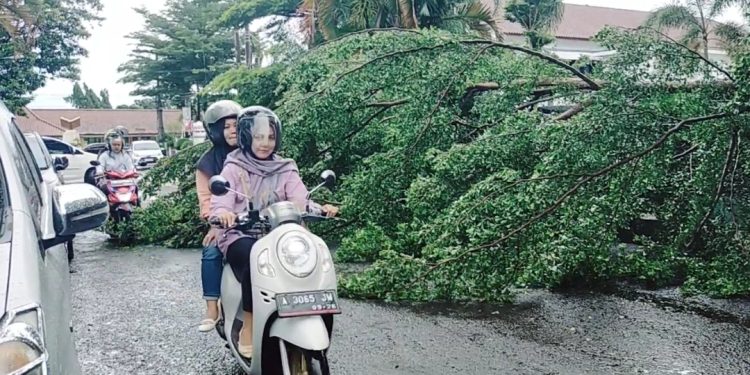 Pohon Ketapang di Belakang Kantor Bupati Pandeglang Tumbang