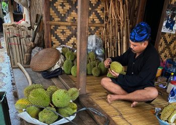 Musim Tiba, Wisatawan Berburu Durian Khas Baduy