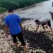 7.300 Metrik Ton Batu Bara Tumpah di Perairan Pulau Popole, Terumbu Karang Rusak