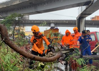 Cuaca Buruk, Sejumlah Pohon di Cilegon Tumbang