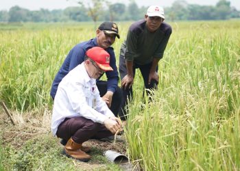 Distan Banten Siapkan Bantuan Benih Padi untuk Sawah Puso