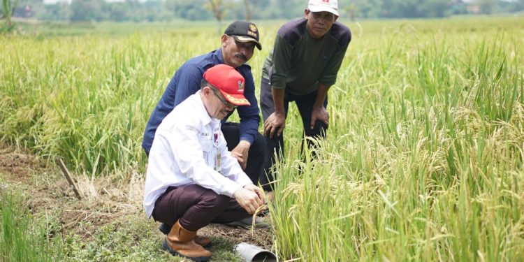 Distan Banten Siapkan Bantuan Benih Padi untuk Sawah Puso