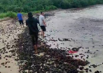 Pesisir Pantai Pulau Popole Pandeglang Tercemar Batu Bara