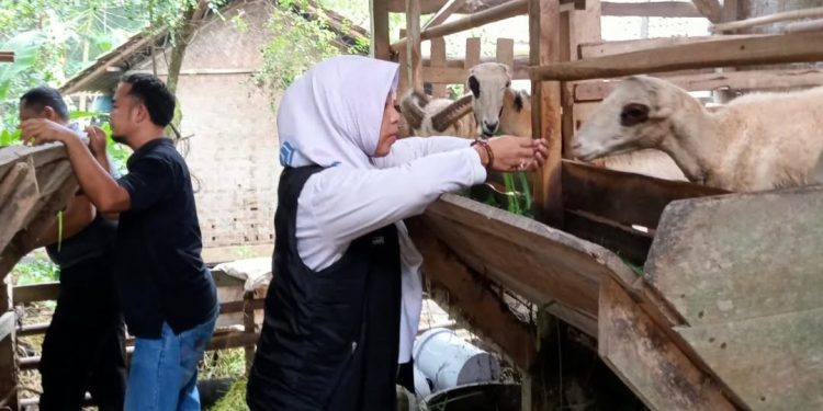Pemberian Vitamin dan Obat Cacing, Upaya Disnakeswan Lebak Mengendalikan Penyakit Hewan