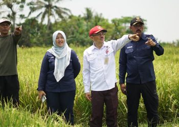 Meskipun Berkurang, Distan Banten Pastikan Alokasi Pupuk Subsidi Tercukupi