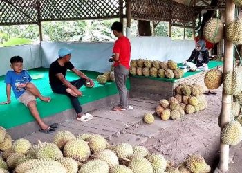 Musim Durian Tiba, Pedagang di Pandeglang Raup Omzet Puluhan Juta