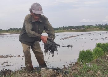 Duh, Kuota Pupuk Subsidi di Kabupaten Serang Berkurang