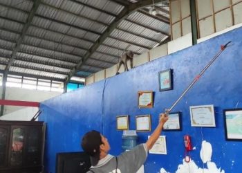 Petugas Damkar Pandeglang ‘Dikerjain’ Monyet yang Lepas Berkeliling di Kantor BPBDPK