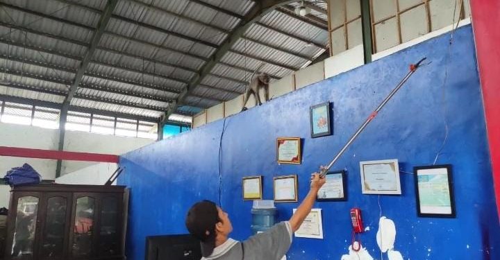 Petugas Damkar Pandeglang ‘Dikerjain’ Monyet yang Lepas Berkeliling di Kantor BPBDPK