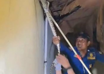 Evakuasi Sanca Sepanjang Dua Meter dari Rumah Warga, Satu Orang Terluka