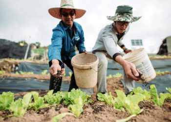 Serapan Pupuk Organik di Banten Cuma 185 Ton Dalam Setahun