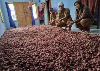 DKPP Kabupaten Serang Dorong Petani Tanam Bawang