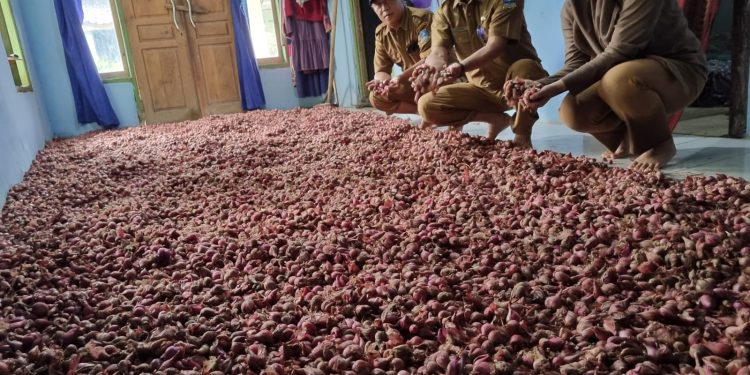 DKPP Kabupaten Serang Dorong Petani Tanam Bawang