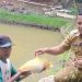 Desa Bandung Pandeglang Siap Suplai Ikan untuk Program Makan Bergizi Gratis