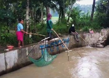 Serunya Emak-emak di Lebak Berburu Ikan di Sungai yang Meluap