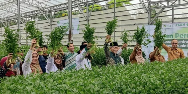 Perdana, Dompet Dhuafa Farm Panen Seledri di Greenhouse Terbesar di Banten