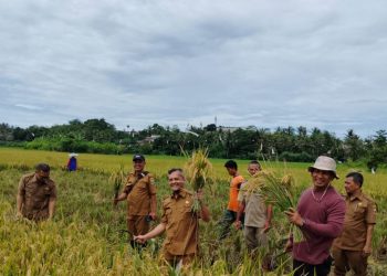 Petani di Rangkasbitung Panen, Kebutuhan Beras di Lebak Aman