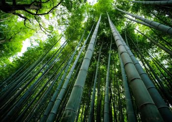 Bambu: Dari Tradisi ke Inovasi, Material Ramah Lingkungan untuk Masa Depan