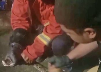 Ular Sanca Sepanjang 3 Meter Dievakuasi Dari Plafon Rumah Warga