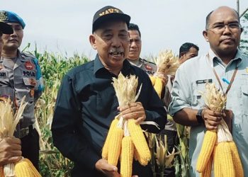 Distan Pandeglang Targetkan Luas Tanam Jagung 5.200 Hektare