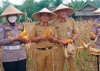 Camat Tigaraksa dan Kapolresta Tangerang Panen Jagung di Pematang