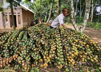 Laris Manis di Bulan Puasa, Pedagang Kolang-kaling di Lebak Raup Keuntungan Besar