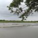 Sering Terendam Banjir, 177 Hektare Lahan Pertanian di Pontang Sulit Ditanami Padi
