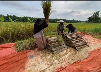 Keluh Petani di Lebak, Harga Gabah Anjlok Dibeli Dibawah HPP