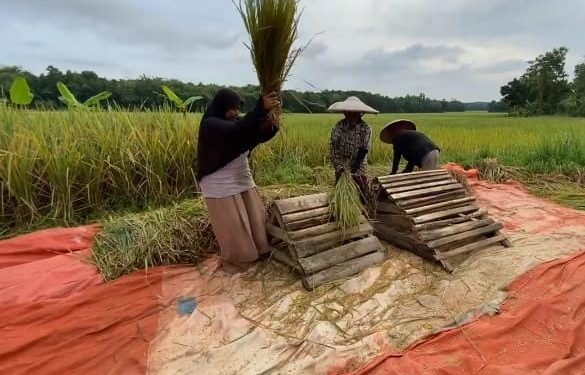 Keluh Petani di Lebak, Harga Gabah Anjlok Dibeli Dibawah HPP