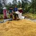 Tidak Dibeli Bulog, Gabah di Warunggunung Dihargai Rp 4.500/Kg,